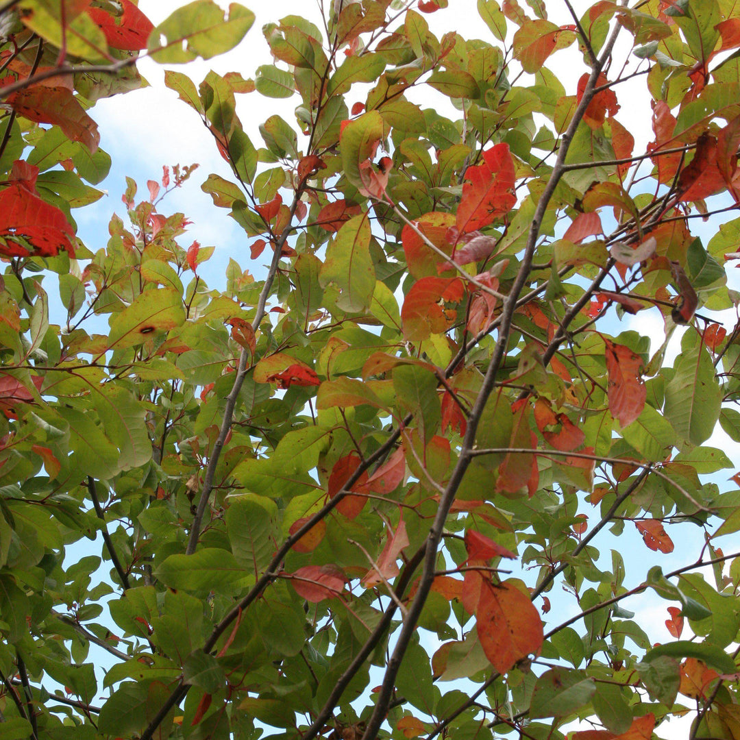 Nyssa sylvatica 'Wildfire' ~ Wildfire Blackgum