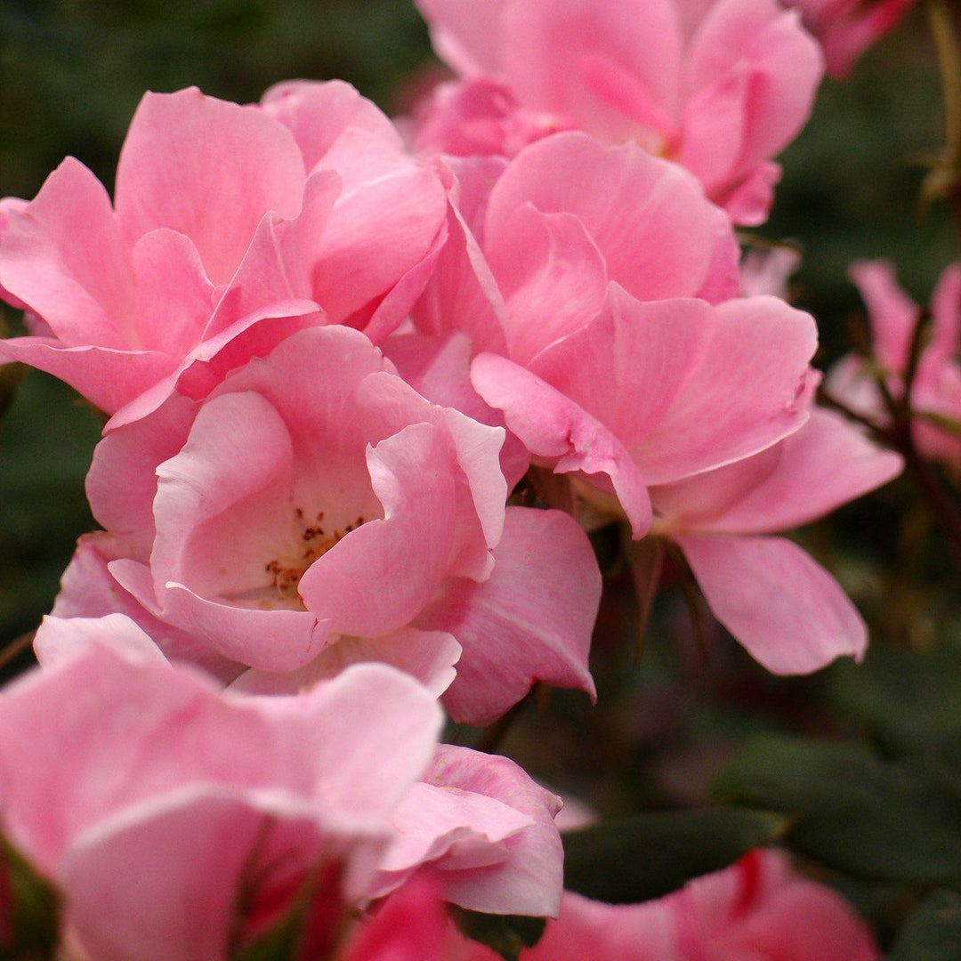 Rosa x 'Radyod ~ Blushing Knock Out® Rosa