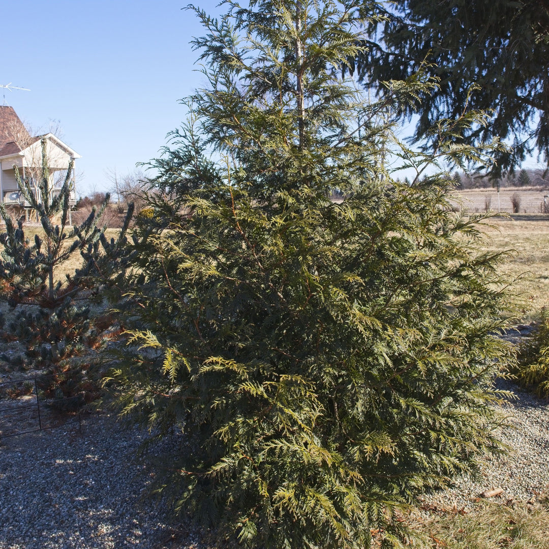 Thuja plicata 'Grovepli' ~ Spring Grove® Arborvitae