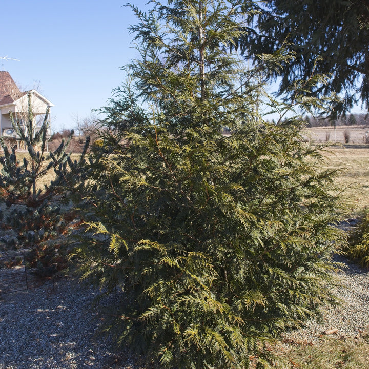 Thuja plicata 'Grovepli' ~ Spring Grove® Arborvitae