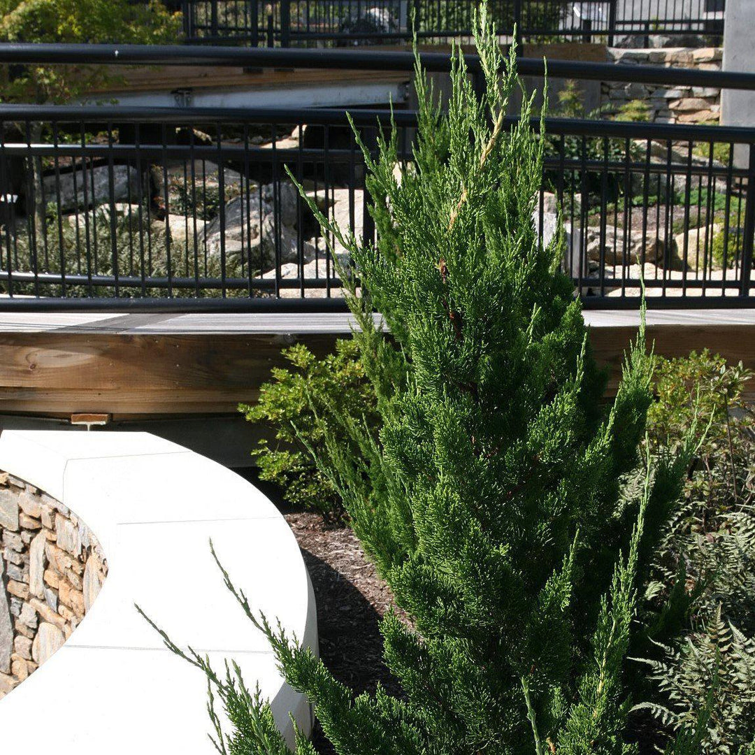 Juniperus chinensis 'Torulosa' ~ Hollywood Juniper