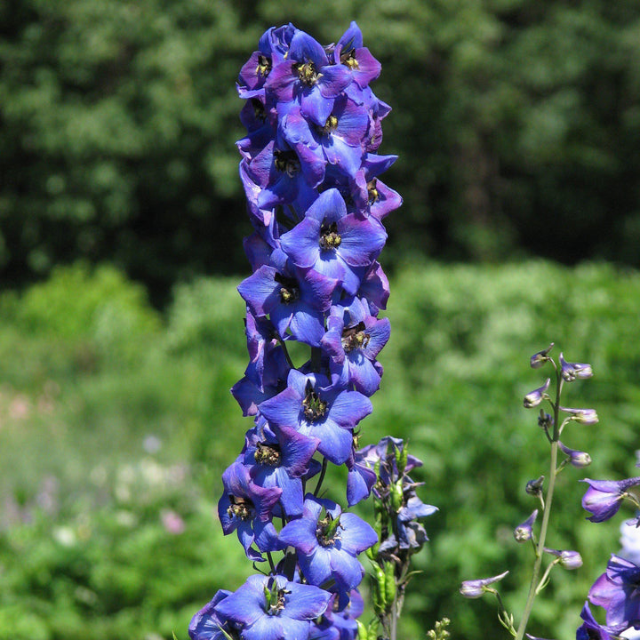 Delphinium 'M.F. Dark Blue Dark Bee' ~ Magic Fountain Dark Blue/Dark Bee Delphinium