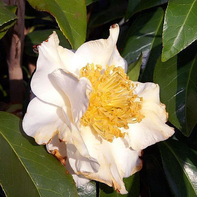 Camellia japonica 'Ondas plateadas' ~ Camelia ondas plateadas