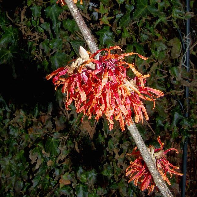 Hamamelis x intermedia 'Diane' ~ Diane Witch Hazel