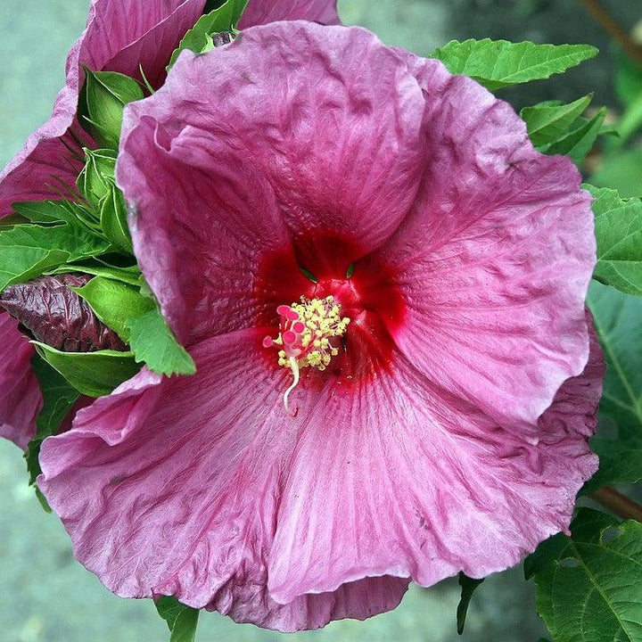 Hibiscus x 'Fantasia' ~ Fantasia Hibiscus