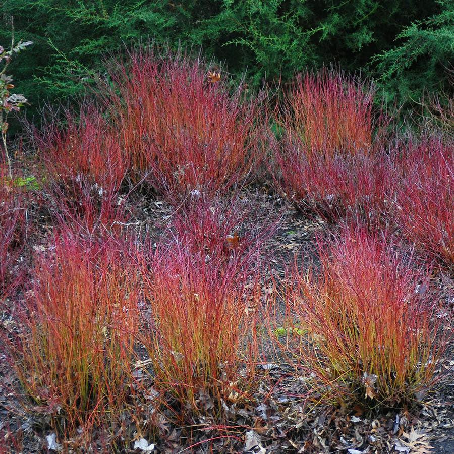 Cornus Sericea Kelseyi