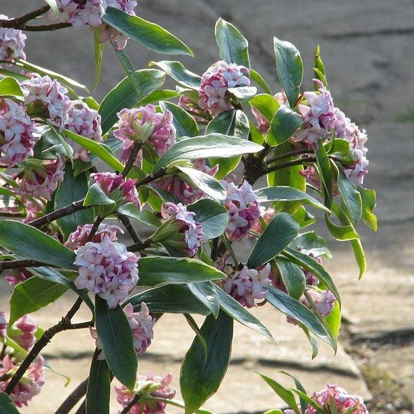 Daphne odora 'Aureomarginata' ~ Gold-Edged Winter Daphne