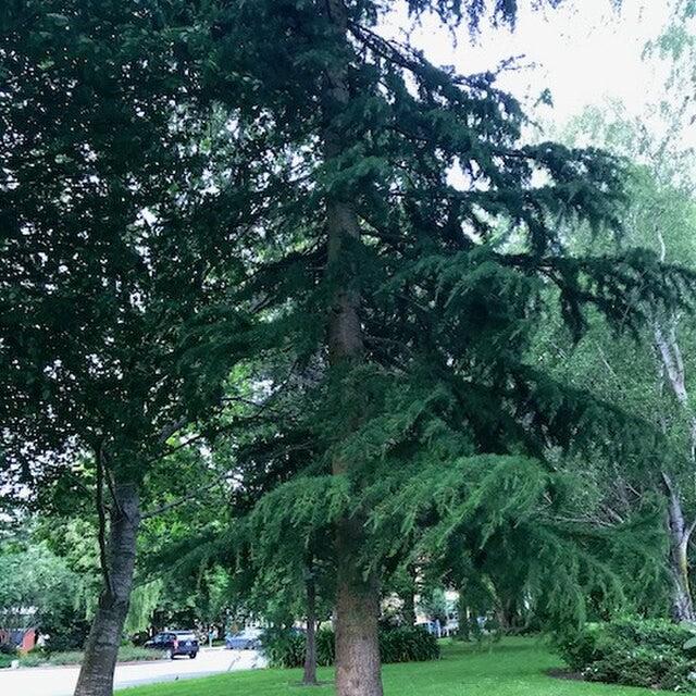 Cedrus deodara 'Aurea' ~ Golden Deodar Cedar