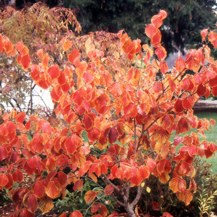 Hamamelis x intermedia 'Diane' ~ Diane Witch Hazel