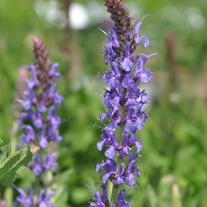Salvia nemorosa 'Blue Hill' ~ Blue Hill Meadow Sage