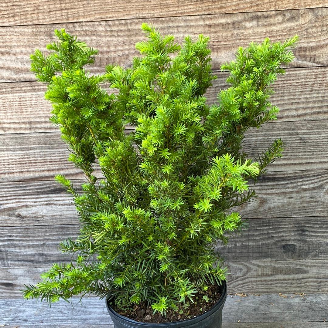 Taxus x media 'Densiformis' ~ Dense Spreading Yew  JTSOP Farms