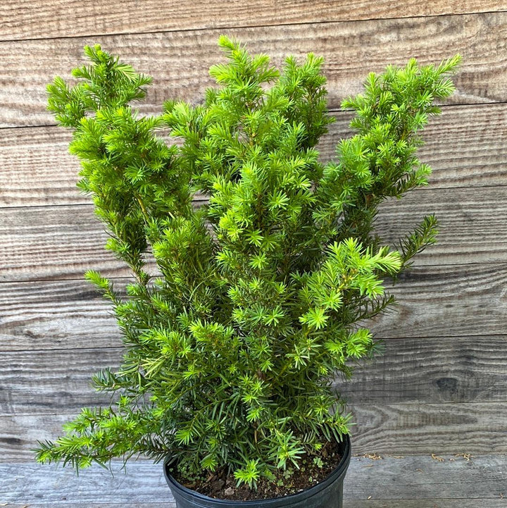 Taxus x media 'Densiformis' ~ Tejo denso y extendido