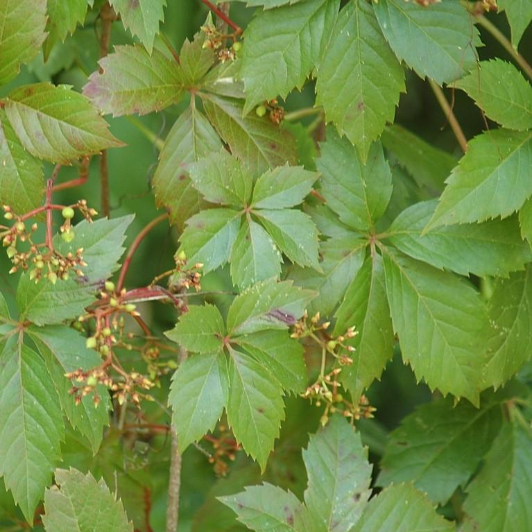 Parthenocissus quinquefolia ~ Virginia Creeper