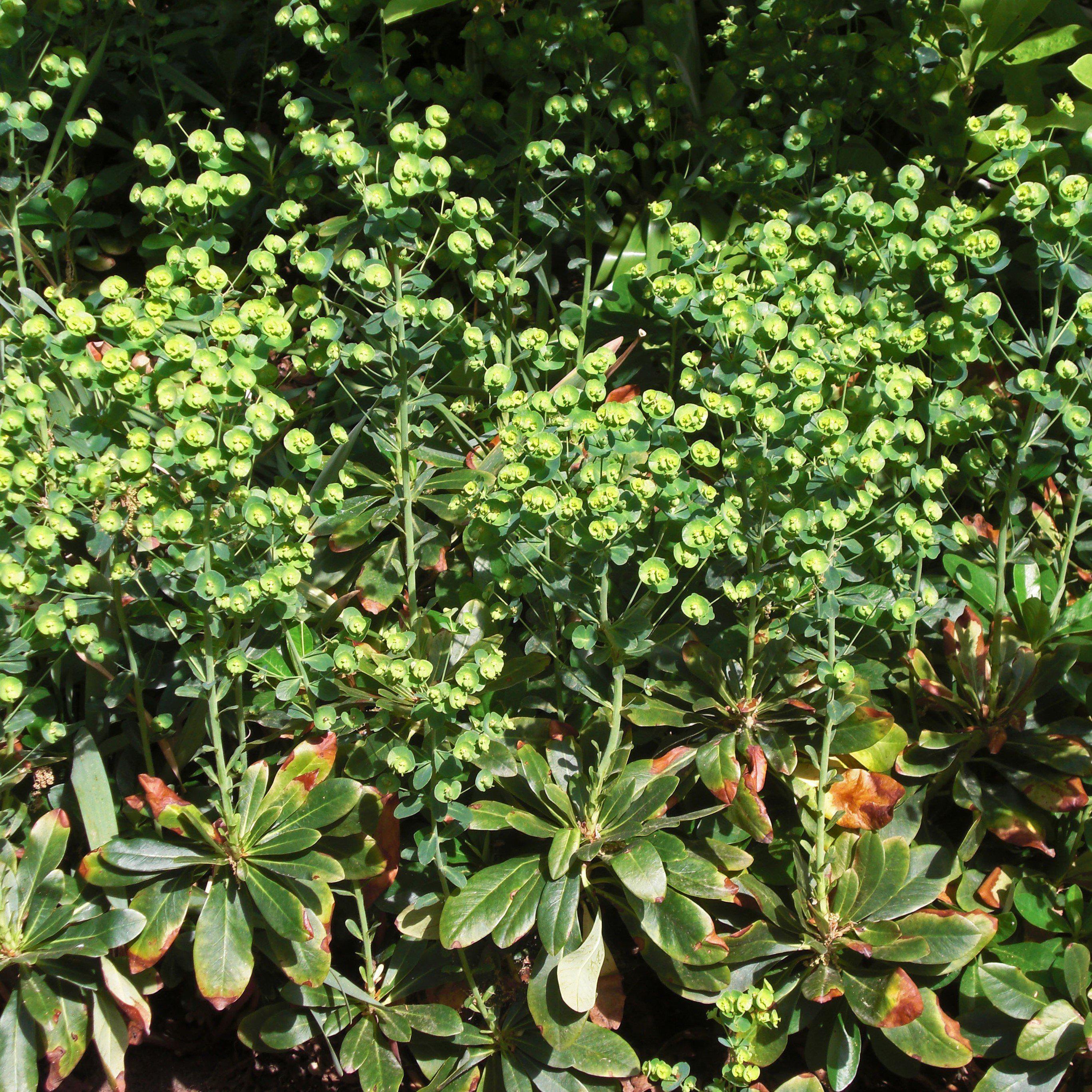 Euphorbia amygdaloides var. robbiae ~ Wood Spurge  JTSOP Farms