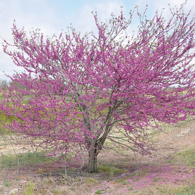 Cercis canadensis 'Pink Pom Poms' ~ Pink Pom Poms Redbud