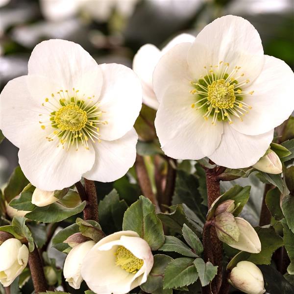 Helleborus x glandorfensis 'Frosty' ~ HGC® Frosty Lenten Rose