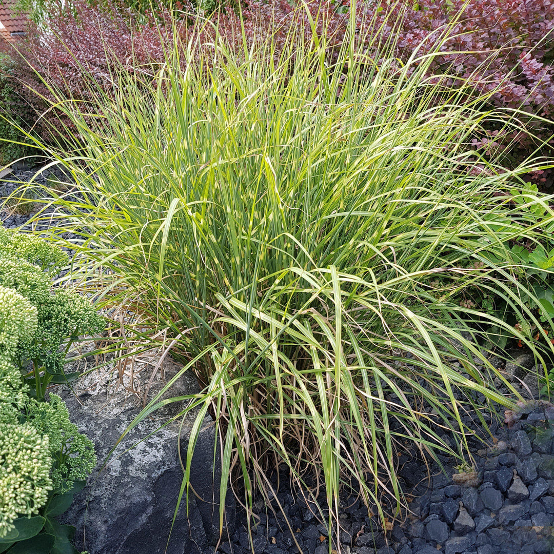 Miscanthus sinensis 'Little Kitten' ~ Dwarf Maiden Grass, Chinese Silver Grass