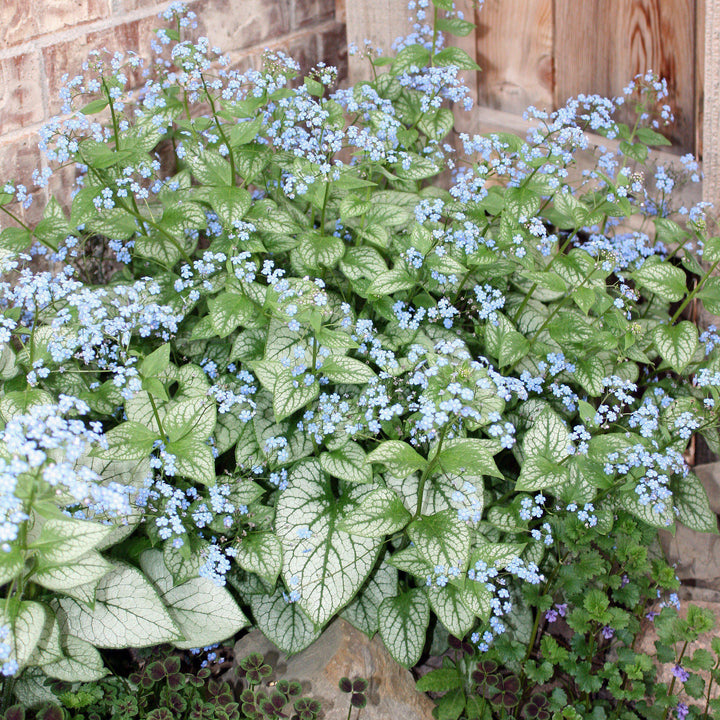 Brunnera macrophylla 'Jack Frost' ~ Jack Frost Siberian Bugloss