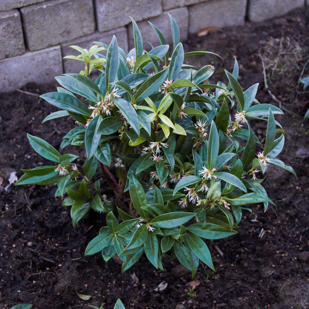 Sarcococca hookeriana var. humilis ~ Dwarf Sweetbox