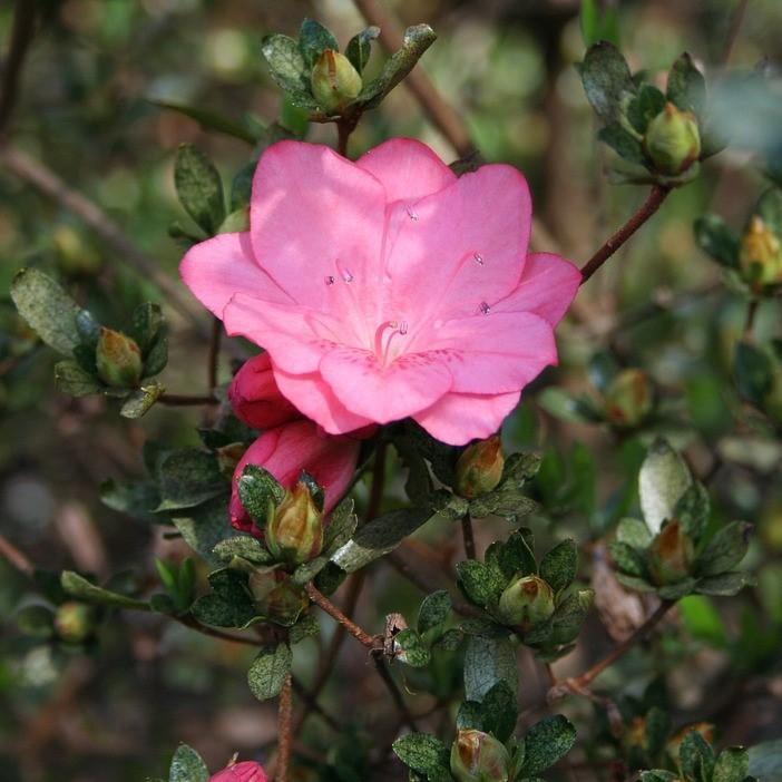 Rododendro 'Pink Macrantha' ~ Pink Macrantha Azalea