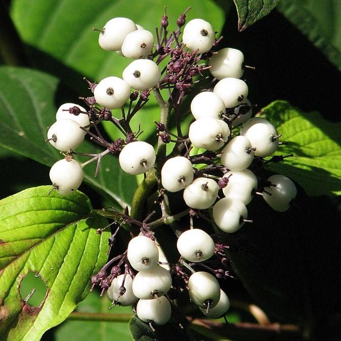 Cornus sericea 'Baileyi' ~ Bailey Red Twig Dogwood