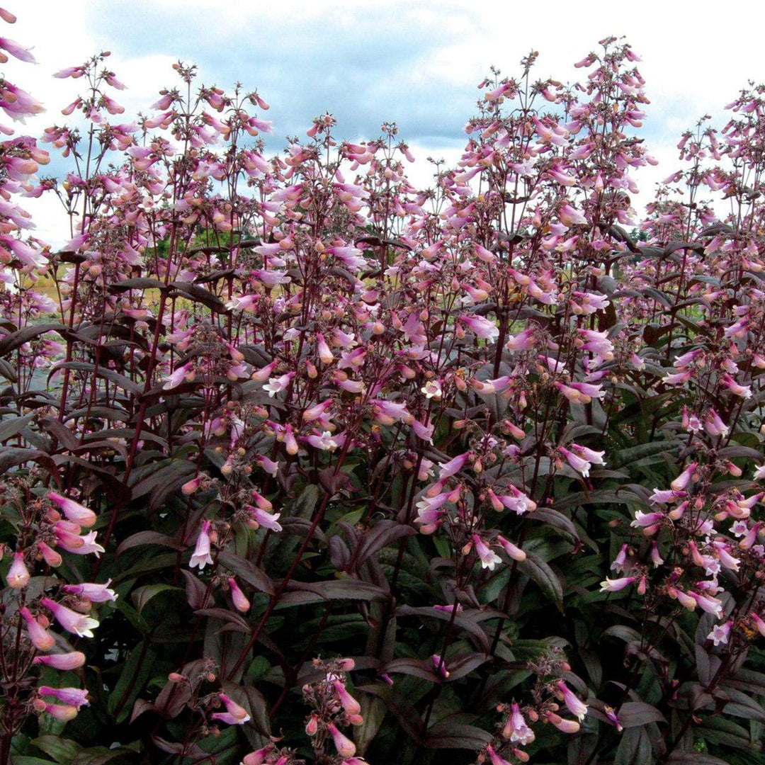 Penstemon 'Dark Towers' ~ Dark Towers Beardtongue