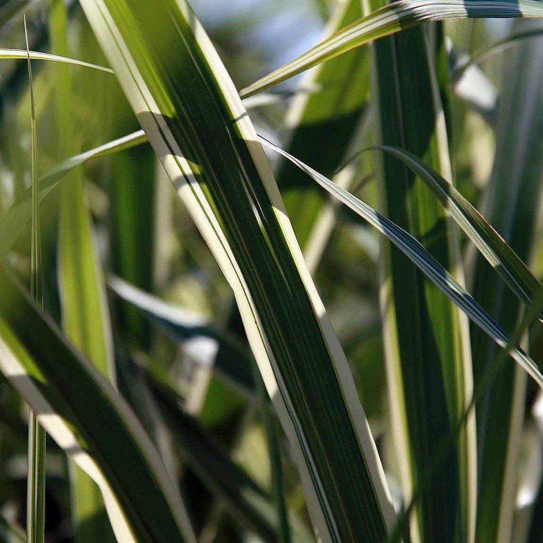 Miscanthus sinensis 'Cosmopolitan' ~ Cosmopolitan Maiden Grass