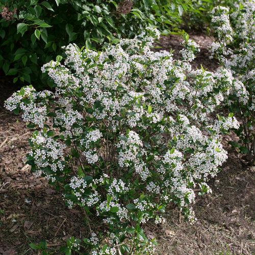 Aronia melanocarpa 'SMNAMPEM' USPP 34,116 ~ PW® Low Scape Snowfire® Aronia