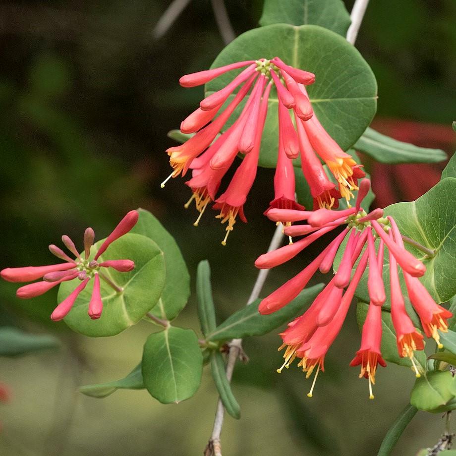 Lonicera sempervirens 'Major Wheeler' ~ Major Wheeler Coral Honeysuckle