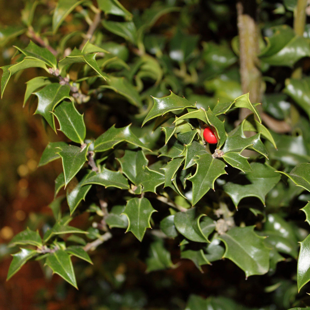 Ilex x aquipernyi 'Meschick' ~ Dama Dragón Holly