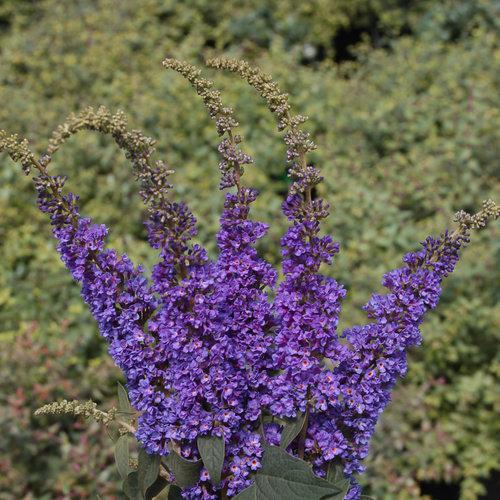 Buddleia 'Blue Chip Jr.' ~ Arbusto de mariposa Lo & Behold® Blue Chip Jr.