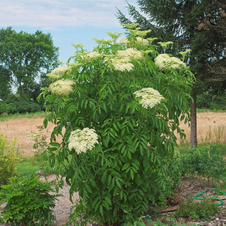 Sambucus nigra canadensis ~ Common Elderberry, American Elderberry