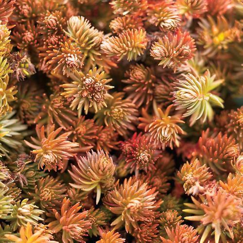 Sedum hakonense 'Makino' ~ Makino Creeping Stonecrop