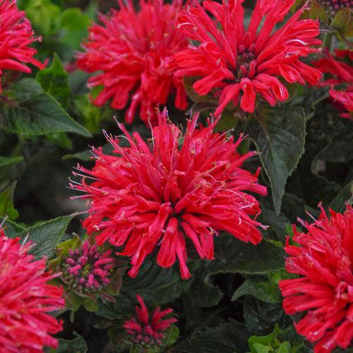 Monarda didyma 'Pardon My Cerise' ~ Pardon My Cerise Bee Balm