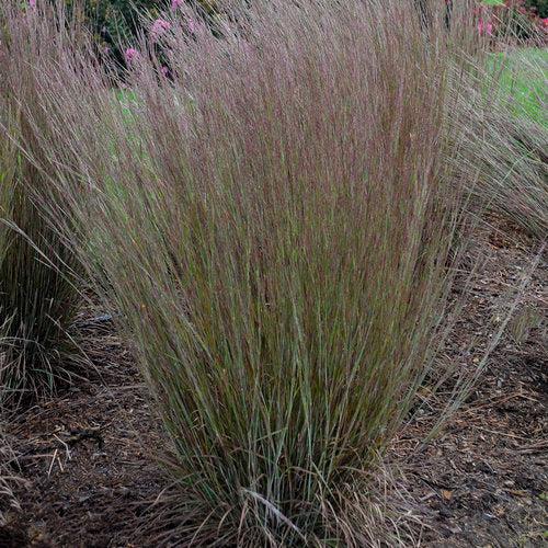 Schizachyrium scoparium 'Blue Paradise' ~ 'Blue Paradise' Little Bluestem