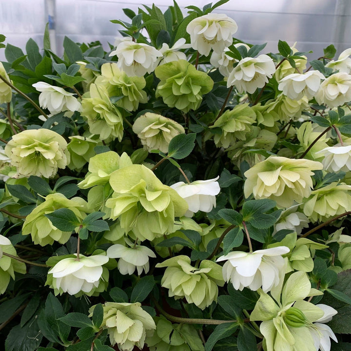 Helleborus 'Wedding Bells' ~ Wedding Party® Wedding Bells Lenten Rese