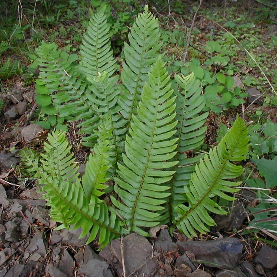 Polystichum munitum ~ Western Sword Fern