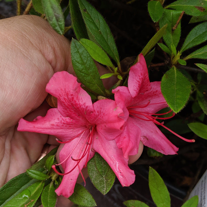 Rododendro 'Roblef' ~ Encore® Autumn Sundance™ Azalea