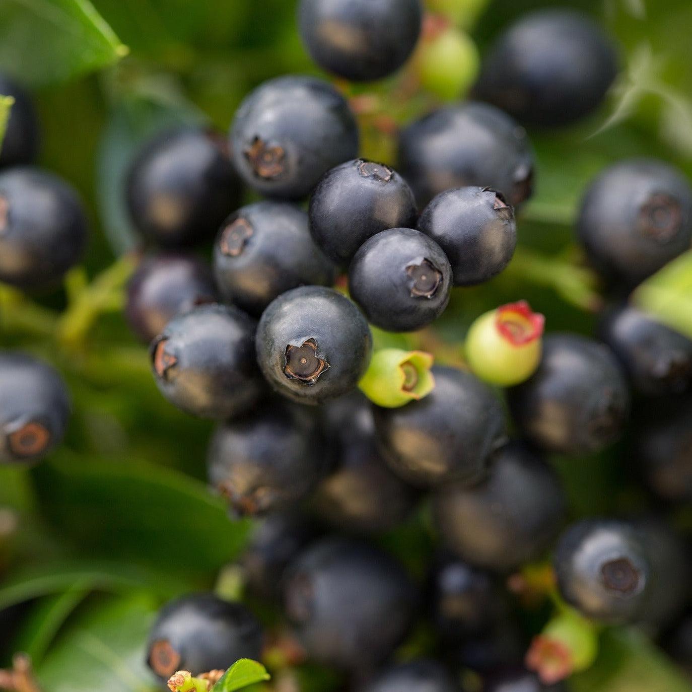 Vaccinium corymbosum hybrid 'ZF08-095' PP 25,467 ~ Bushel and