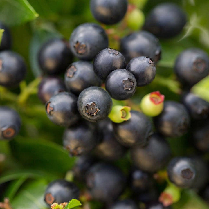 Vaccinium corymbosum híbrido 'ZF08-095' PP 25,467 ~ Bushel and Berry® BerryBux® Arándano