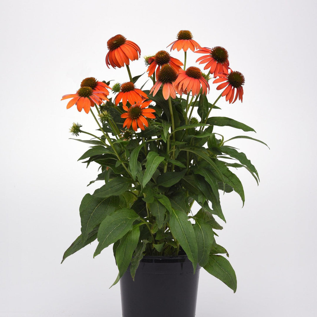 Echinacea 'PAS1308374' ~ Artisan™ Soft Orange Coneflower