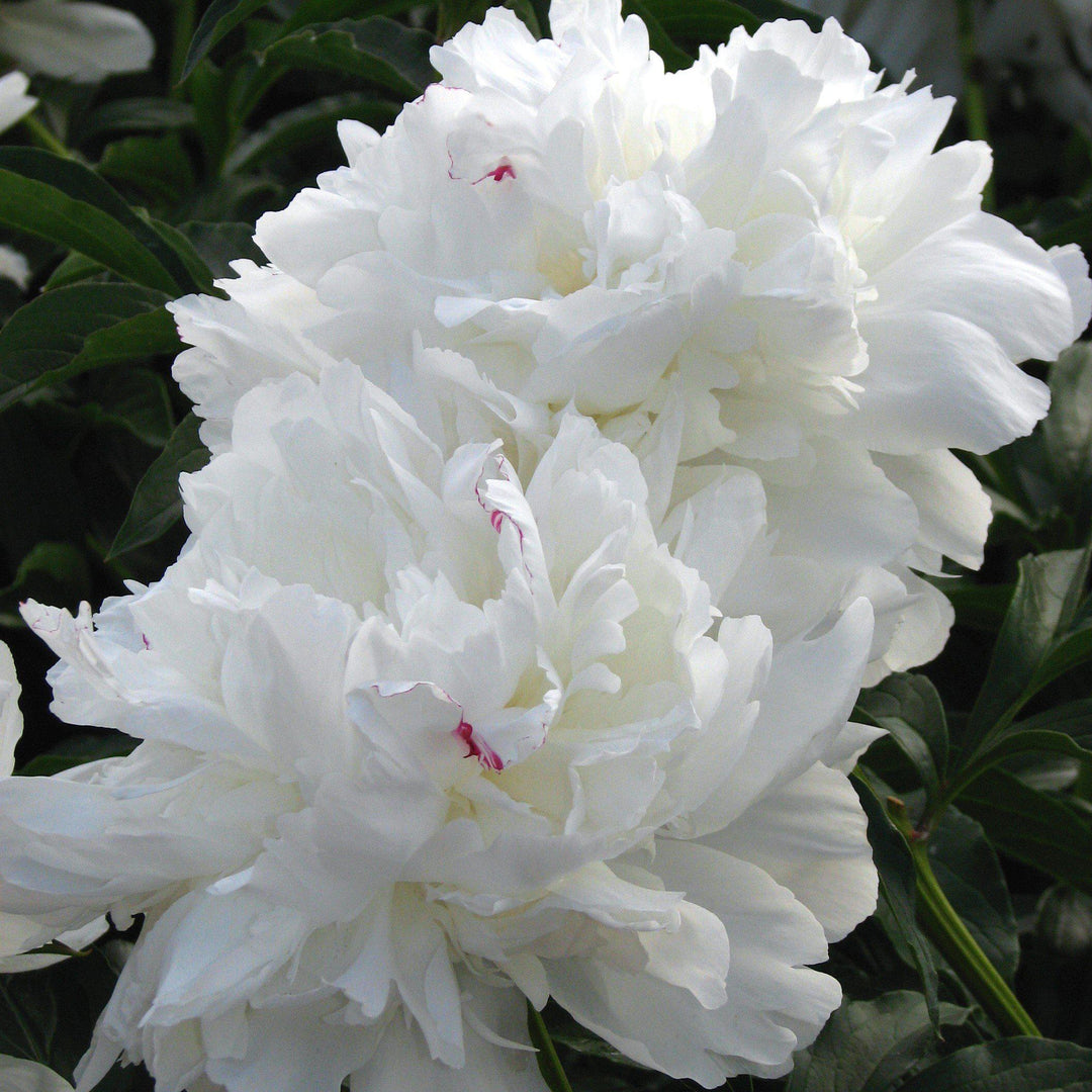 Paeonia lactiflora 'Festiva Maxima' ~ Festiva Maxima Peony