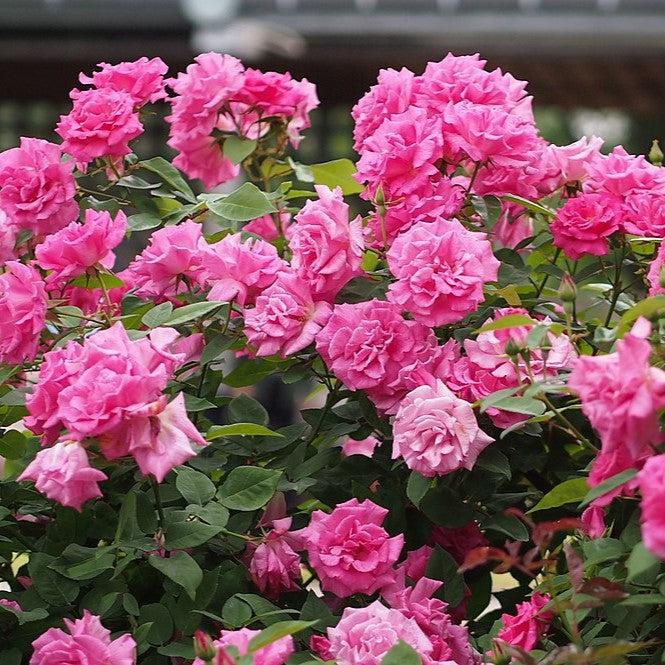 Rosa 'Zéphirine Drouhin' ~ Zéphirine Drouhin Rose