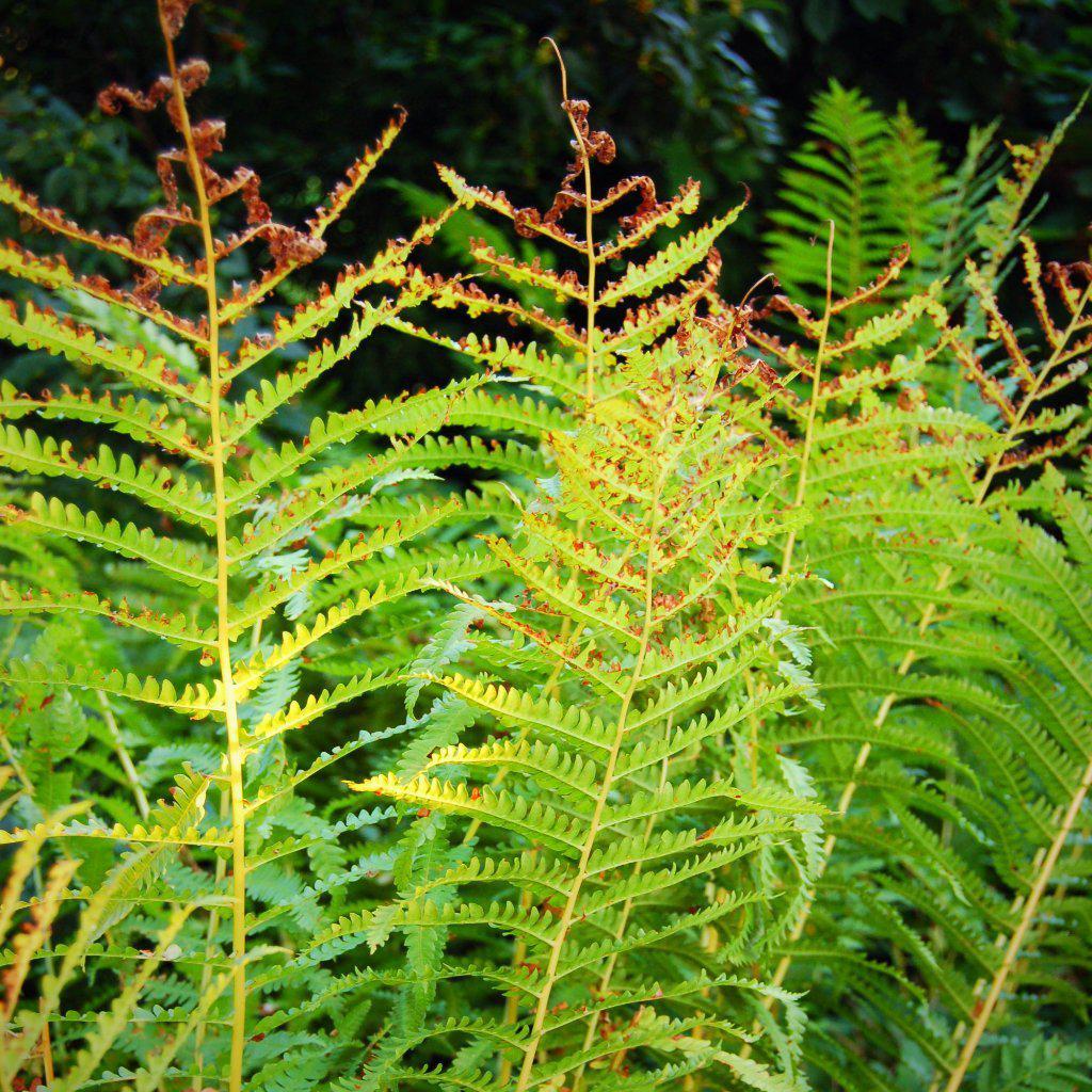 Osmunda cinnamomea ~ Cinnamon Fern