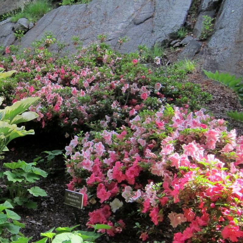 Rododendro 'Pieza de conversación' ~ Pieza de conversación Azalea