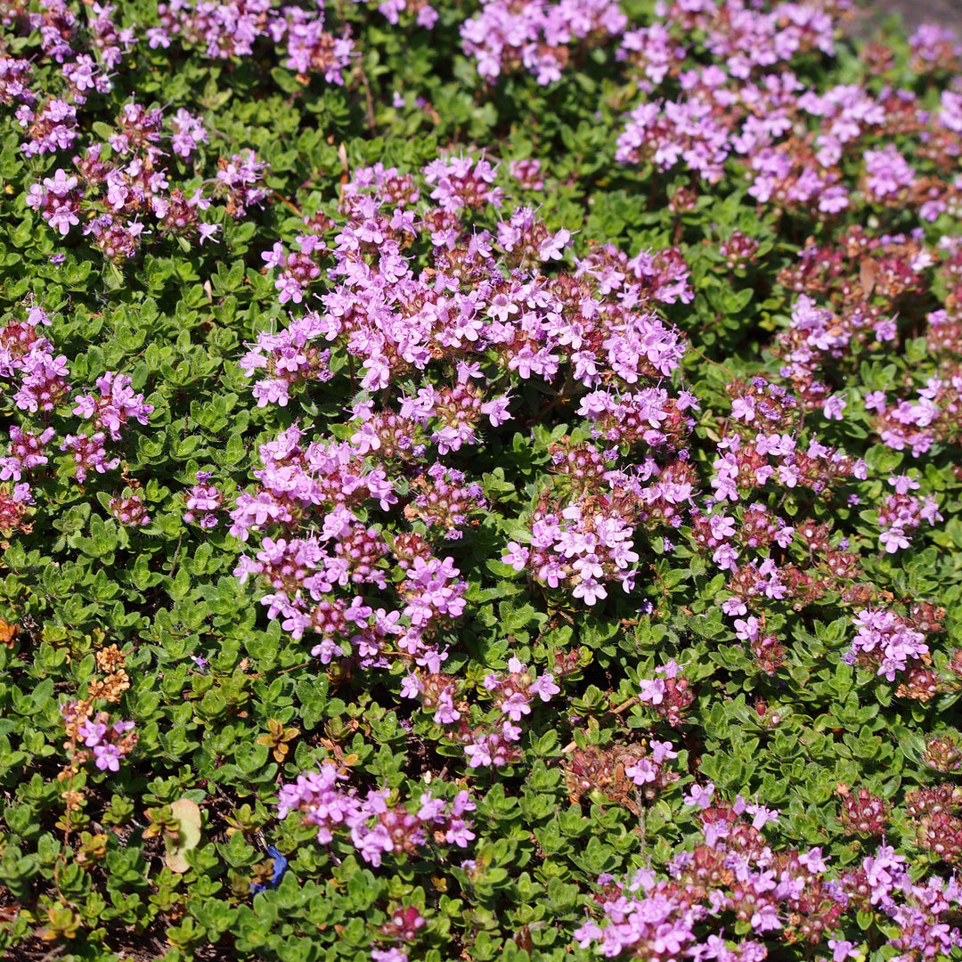 Thymus serpyllum 'Coccineus' ~ Red Creeping Thyme