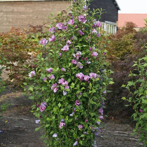 Hibiscus syriacus 'Gandini Santiago' ~ Purple Pillar® Rosa de Sarón