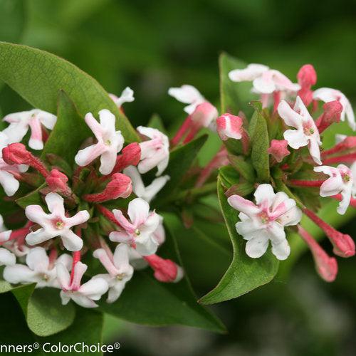 Abelia mosanensis 'SMNAMDS' ~ Sweet Emotion® Abelia