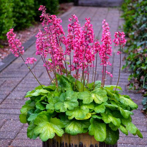 Heuchera 'Timeless Glow' ~ Timeless Glow Heuchera