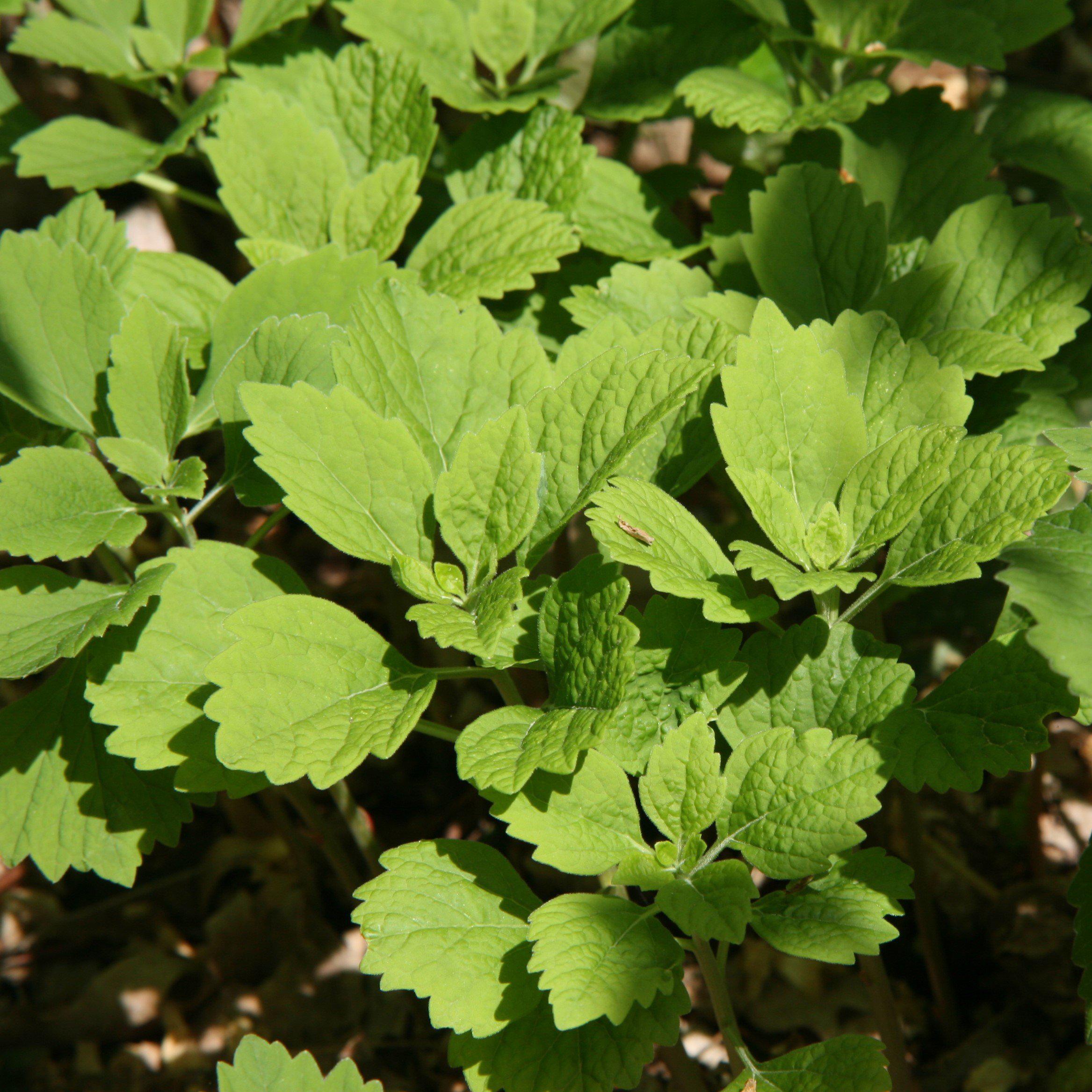 Allegheny Spurge Plant Roots (Pachysandra Procumbens) - 5 Roots, Shade Ground Cover